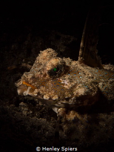 Fingered Dragonet by Henley Spiers 